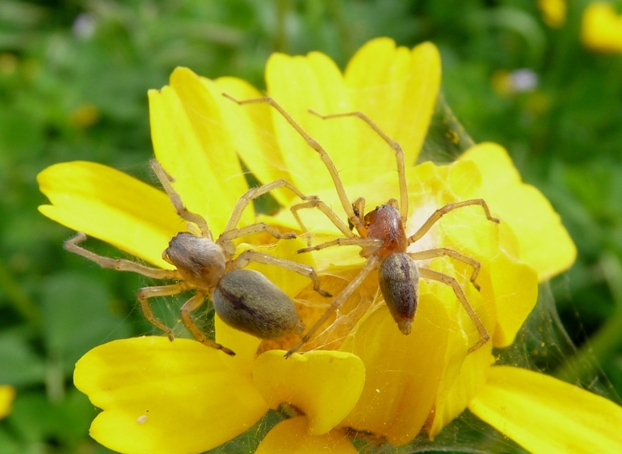 Coppia di Cheiracanthium